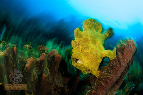 Getting creative while a frogfish prepares to yawn. Photo: Serge Abourjeily