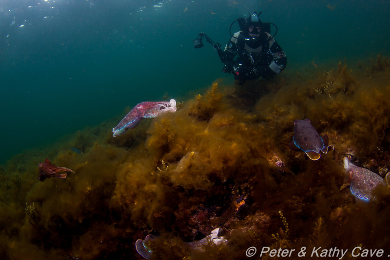 Photo: Peter & Kathy Cave