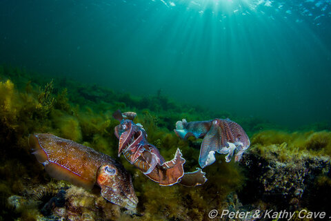 Photo: Peter & Kathy Cave