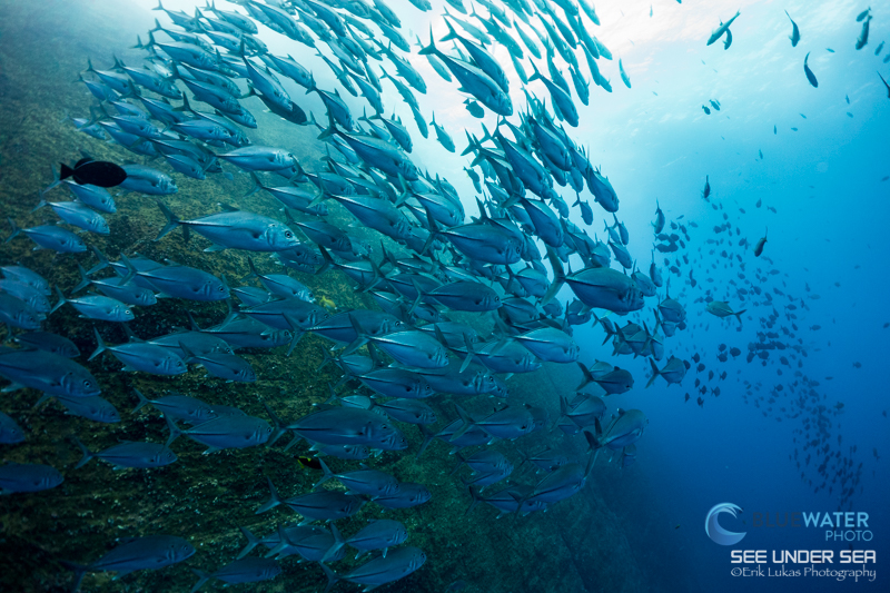 Sony RX100, Nauticam housing, Fantasea UWL-09F wet lens. Socorro Islands. ISO 125, f/5.6, 1/80. Photo: Erik Lukas.