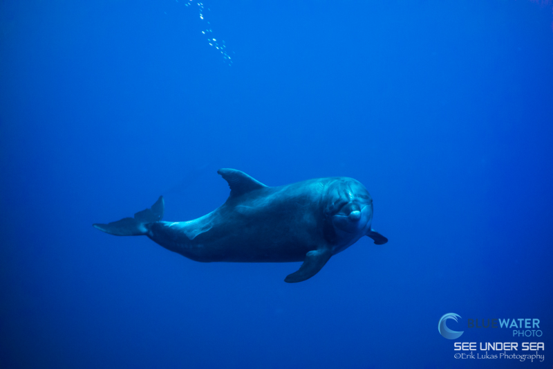 Sony RX100, Nauticam housing, Fantasea UWL-09F wet lens. Socorro Islands. ISO 400, f/4.9, 1/50. Photo: Erik Lukas.