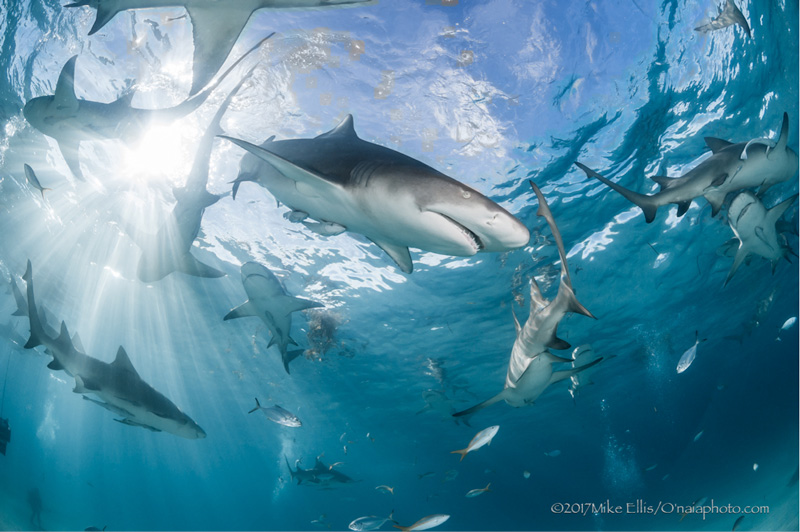 Nikon D70s 10.5mm Fisheye f11 @ 1/160 ISO 200 2x SB-105 Strobes @ ¼ power 5:26pm