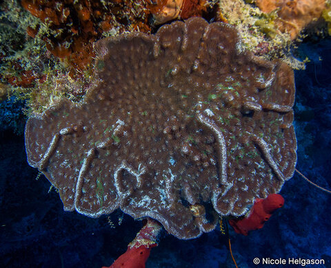 Colony of Mycetophyllia lamarckiana infected with green fluorescent protein. Taken at 30m, Cayman Islands North Wall. (ISO 200, F4.5, 1/100)