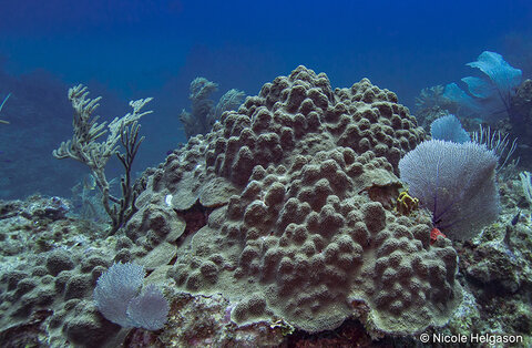 Orbicella faveolata, not to be mistaken with the bumpy appearance of Porites asteroides. The difference is in the corallite and polyp size, Orbicella has large round corallites that extend above the surface of the colony. Porites has small inset corallites. (ISO 200, F6.3, 1/100)