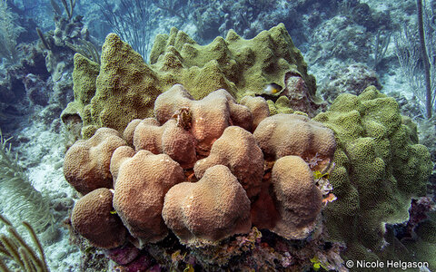 Two species of Orbicella corals. In the front Orbicella annularis grows in columns, in the back Orbicella faveolata growing into large colonies with small peaks or lobes growing off the colony. (ISO 200, F6.3, 1/100)