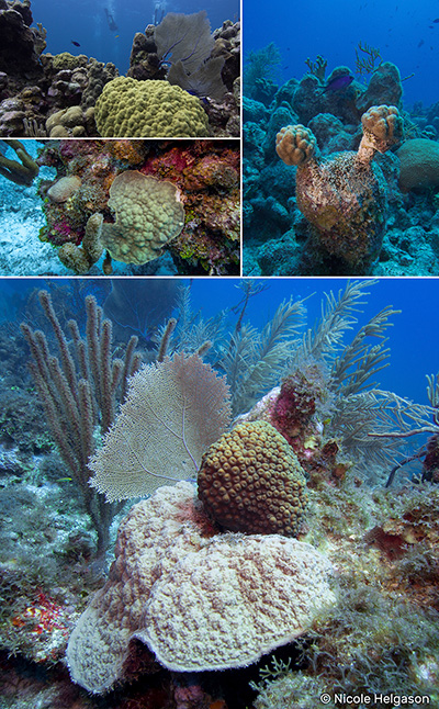 Porites asteroides colonies have a bumpy appliance with small corallites. Encrusting places can be several meters across.