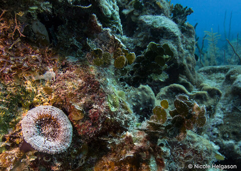 We found a single Solymia coral in nine dives. These fleshy polyps can be found in red, green, and purple with beautiful streaks of color and interesting patterns. (ISO 200, F8.1, 1/100)