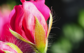 Olympus OM-D E-M1 Mk II image detail. 100% Crop.