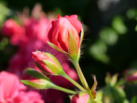 Panasonic GH5 image detail.