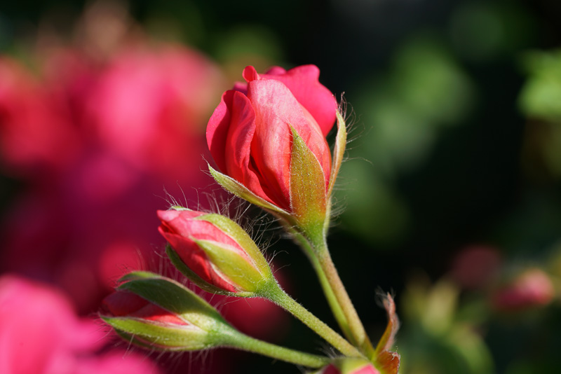 Sony a7R II image detail.