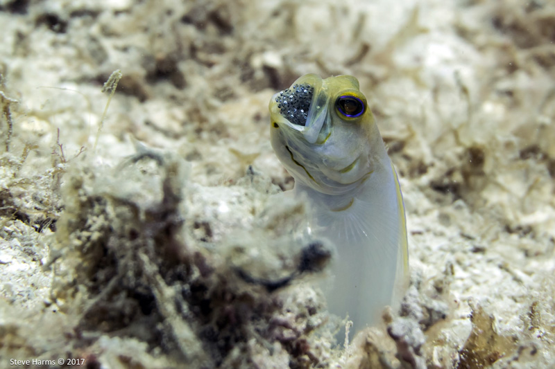 Yellow Headed Jawfish with eggs at 40ft with great sunlight. Sony a6300. ISO 100, f/9, 1/160. Photo: Steve Harms