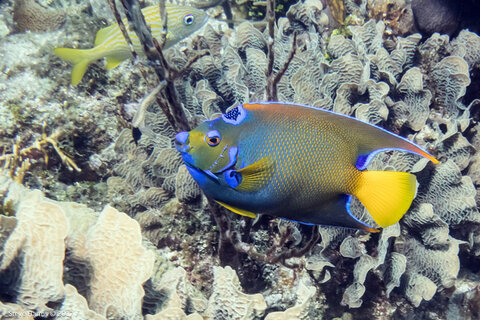 Queen Angelfish at 30ft. Sony a6300. ISO 800, f/16, 1/250. Photo: Steve Harms