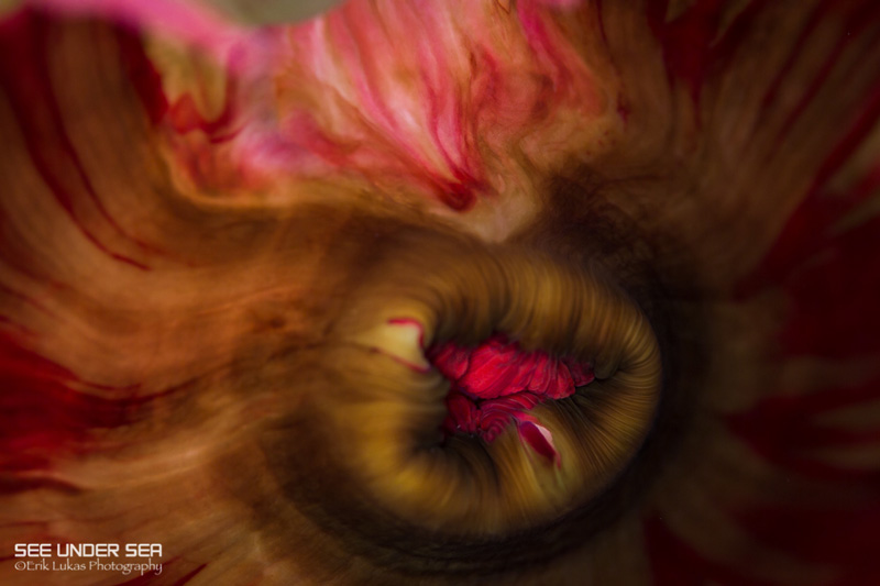 Canon 5D Mk III with Canon 100m f/2.8L macro lens and Kraken ring light. ISO 160, f/5.6, 1/60s. Photo: Erik Lukas