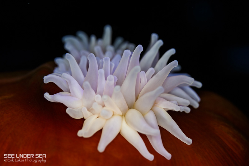 Canon 5D Mk III with Canon 100m f/2.8L macro lens and Kraken ring light. ISO 320, f/5.6, 1/60s. Photo: Erik Lukas