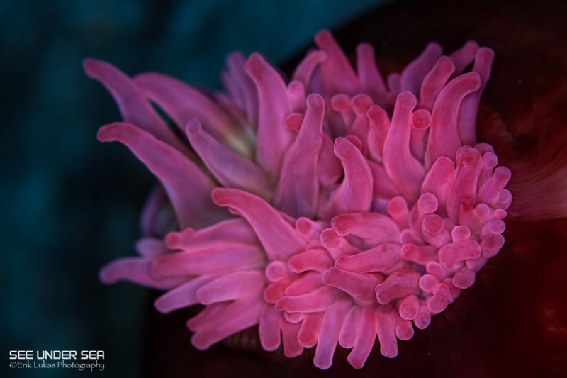 Canon 5D Mk III with Canon 100m f/2.8L macro lens and Kraken ring light. ISO 320, f/5.6, 1/60s. Photo: Erik Lukas