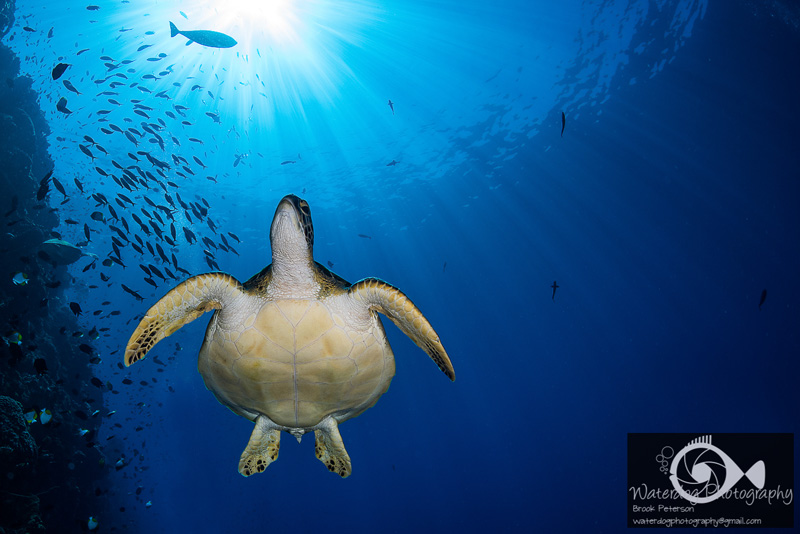 A turtle passes overhead, combining strobe light and a sunburst.