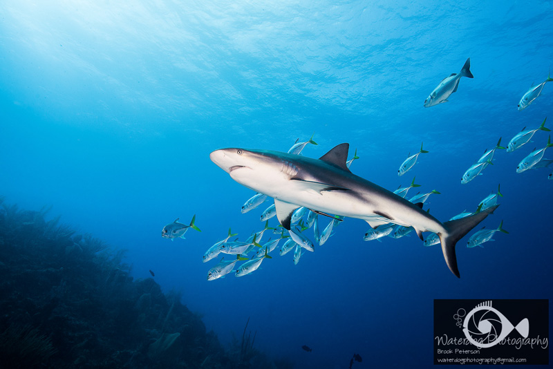 A classic big animal wide-angle scene.