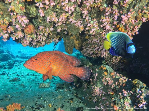 It pays look search nooks and crannies for colorful subjects. Photo: Brent Durand iPhone 6s+ in Kraken Smart Phone Housing | 2x Kraken Hydra 5000 lights