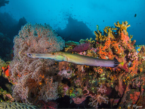 A trumpetfish and coral on the wreck. Photo: Nirupam Nigam
