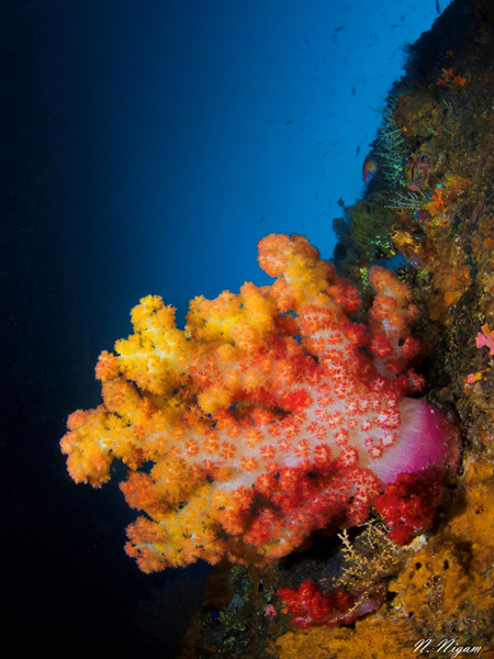Spectacular soft coral on the wreck. Photo: Nirupam Nigam