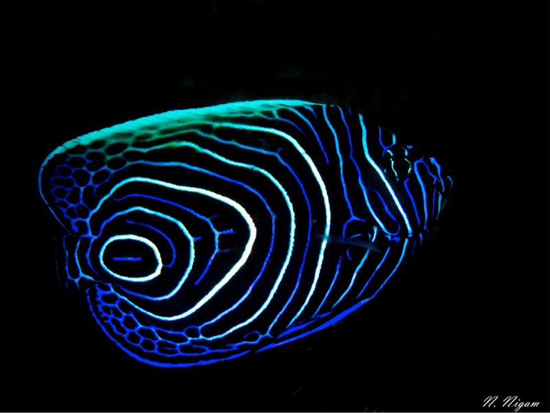 Juvenile emperor angelfish at Seraya Secret. Photo taken with a snoot. Photo: Nirupam Nigam