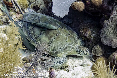 Green Turtle at 50ft. Sony a6300. ISO 400, f/7, 1/160. Photo: Steve Harms