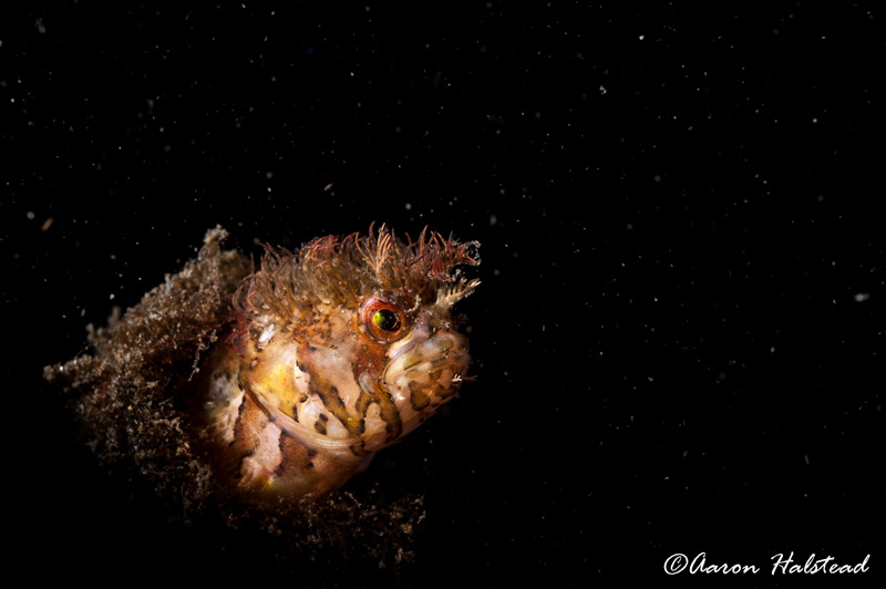 A mosshead warbonnet peeks its head out from the safety of his glass bottle home. 40mm, ISO 200, f/11, 1/200. Photo: Aaron Halstead