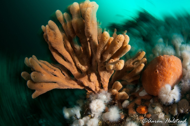 With a variety of subjects and an abundance of marine life, God's Pocket Marine Provincial Park provides some of the best cold water diving you can find. ISO 400, f/11, 1/10. Photo: Aaron Halstead