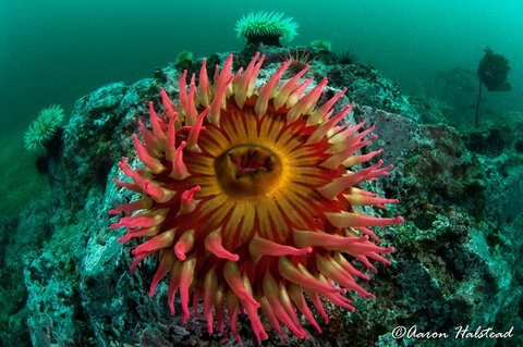 Anenomes here grow to giant sizes in the nutrient rich cold waters, coming in an array of vibrant colors. 10mm. ISO 400, f/13, 1/15. Photo: Aaron Halstead