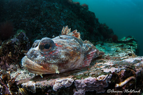 With a keen eye, one can often spot red irish lords littering the reefs. Relying on their camouflage and motionless behavior to ambush prey, these make great subjects for close focus wide-angle. ISO 200, f/11, 1/40. Photo: Aaron Halstead
