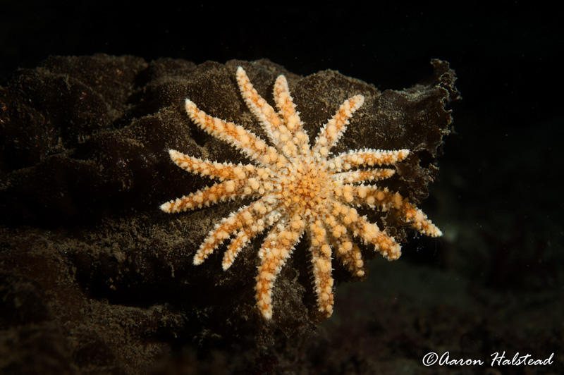 Local populations of sea stars in California have been heavily affected by sea star wasting disease, so I was excited to find them common across dive sites. 40mm. ISO 200, f/5.6, 1/200. Photo: Aaron Halstead