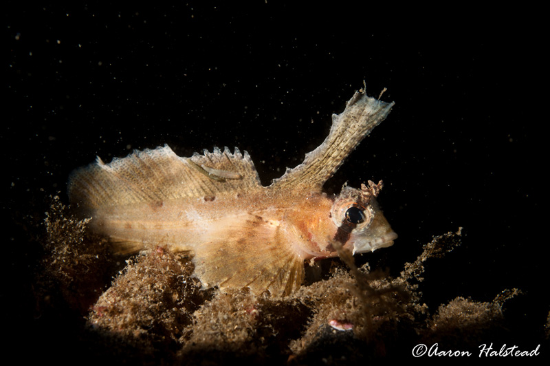 With its distintive dorsal fin, the sailfin sculpin paused briefly before resuming its nightly search for prey. 40mm. ISO 200, f/11, 1/200. Photo: Aaron Halstead