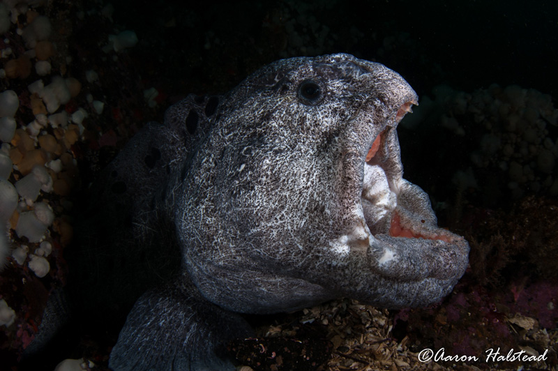 This curious wolf eel greeted me with a display of teeth and the strong jaws it uses to crush urchins and other crustacean prey. Despite the appearances, there was no signs of aggression. 15mm. ISO 200, f/11, 1/200. Photo: Aaron Halstead