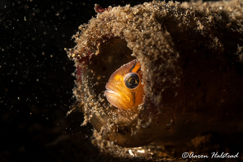 Discarded bottles provide homes to a variety of small fish and crabs. 40mm, ISO 200, f/11, 1/200. Photo: Aaron Halstead