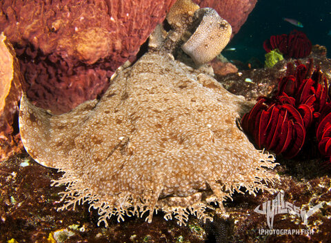 If there is one thing you will find in Raja, it is wobbegongs! These docile sharks lie in wait for an unsuspecting fish to wander past before leaping to action. Their tassled mouths and cryptic patterning makes for an easy subject to get your photo-eye dialed in. 1/200 f/7.1 iso 100. Photo: Jeff Milisen