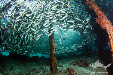 This school of scad at Aborek Jetty is a photographer’s favorite. 1/200 f/9 iso 400. Photo: Jeff Milisen
