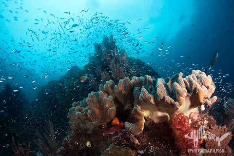 Cape Kri was once famous for having the most species of fish ever counted on a single dive: 283. Simply pointing into the cloud and firing will not render a good image. 1/200 f/10 iso 100. Photo: Jeff Milisen