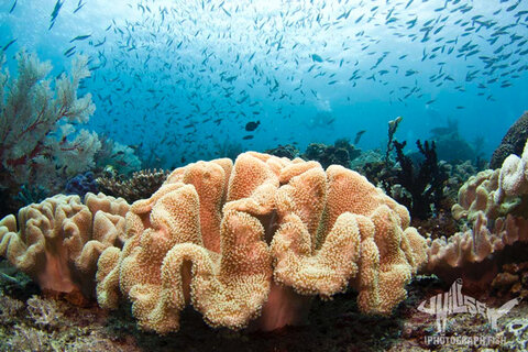 The mix of healthy corals and abundant fish at places like Melissa’s Reef is just stunning. 1/160 f/11 iso 400. Photo: Jeff Milisen