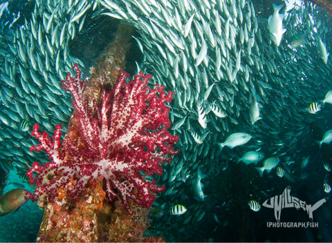 The iconic soft corals of Arborek Jetty. 1/200, f/9, iso 200. Photo: Jeff Milisen
