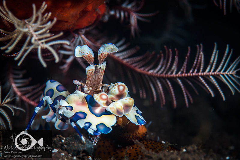 Harlequin Shrimp lit with two strobes