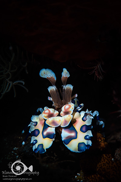 A Harlequin shrimp under a snoot
