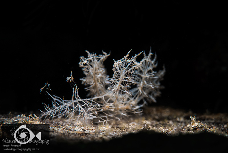 Melibe colemani nudibranch with hard edge lighting