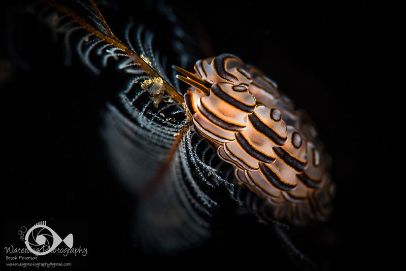 Doto Greenmayeri nudibranch lit with two snoots