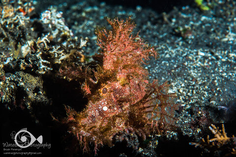 Rhinopias frondosa lit with one strobe