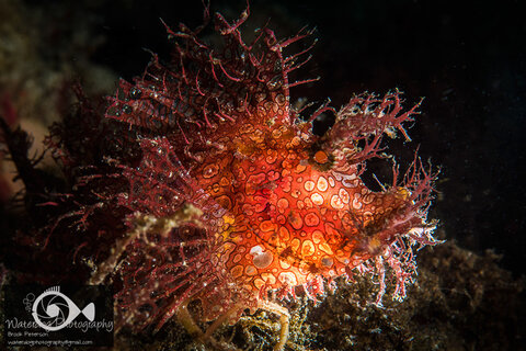 Rhinopias frondosa backlit with a snoot