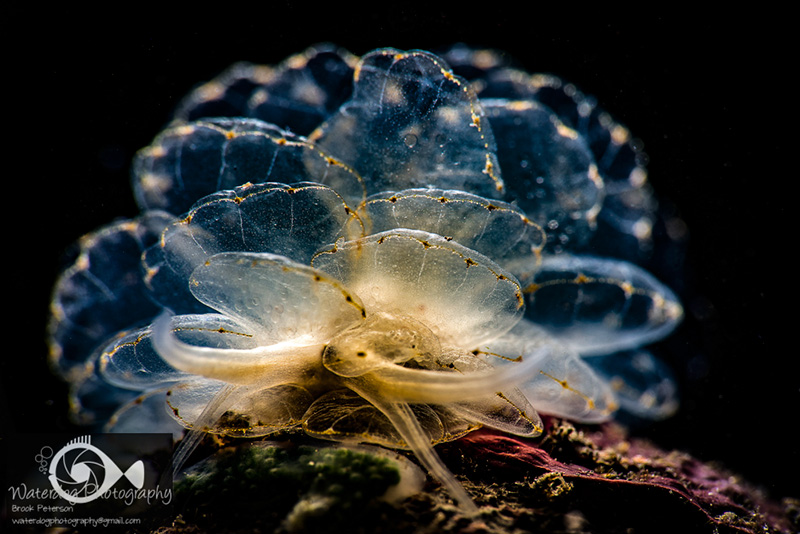 Ceryece elegans lit from BEHIND using the Retra LSD