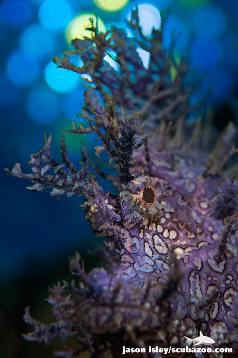 Rhinopias Frondosa, Anilao, Philippines. Nikon D800, Zeiss Tessar 50mm f2.8