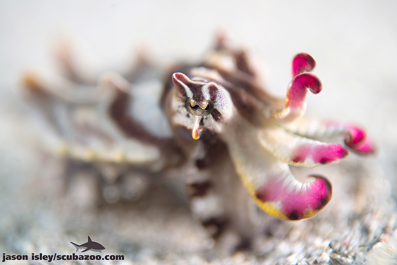 Flamboyant Cuttlefish, Anilao, Philippines. Nikon D800, Zeiss Tessar 50mm f2.8
