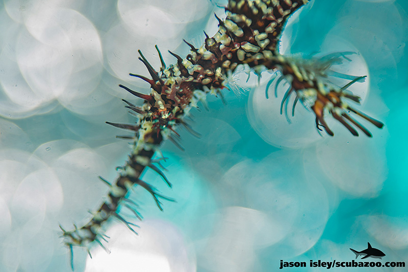 Ornate Ghost Pipefish, Komodo, Indonesia. Nikon D800, Zeiss Tessar 50mm f2.8