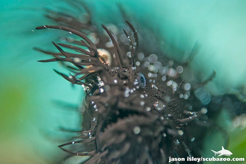 Hairy Frogfish, Komodo, Indonesia. Nikon D800, Zeiss Tessar 50mm f2.8